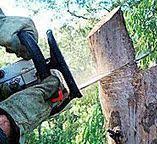Best Storm Damage Tree Cleanup  in Loganville, PA