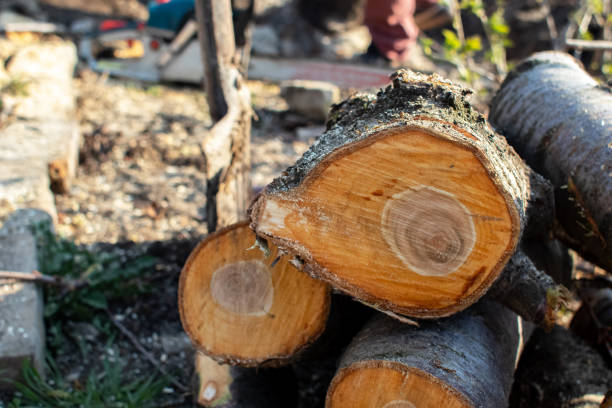 How Our Tree Care Process Works  in  Loganville, PA