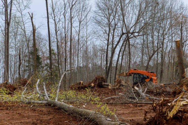 Best Utility Line Clearance  in Loganville, PA