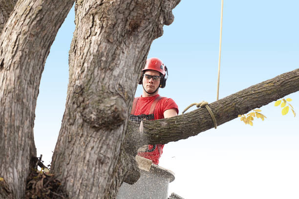 Best Fruit Tree Pruning  in Loganville, PA