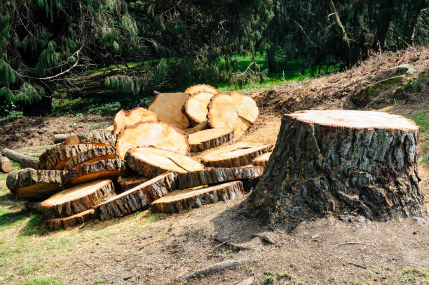 Best Tree Maintenance Programs  in Loganville, PA